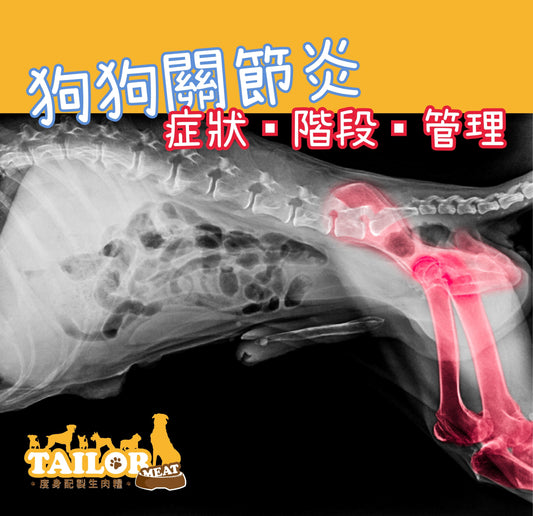 狗狗關節炎的症狀、階段與管理