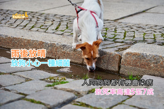 雨後放晴 放狗小心鉤端菌