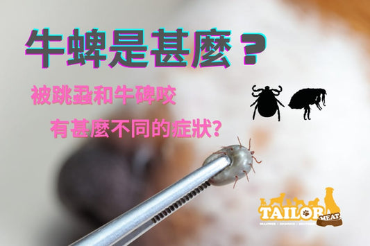 牛蜱和跳蚤的分別?去除牛蜱方法