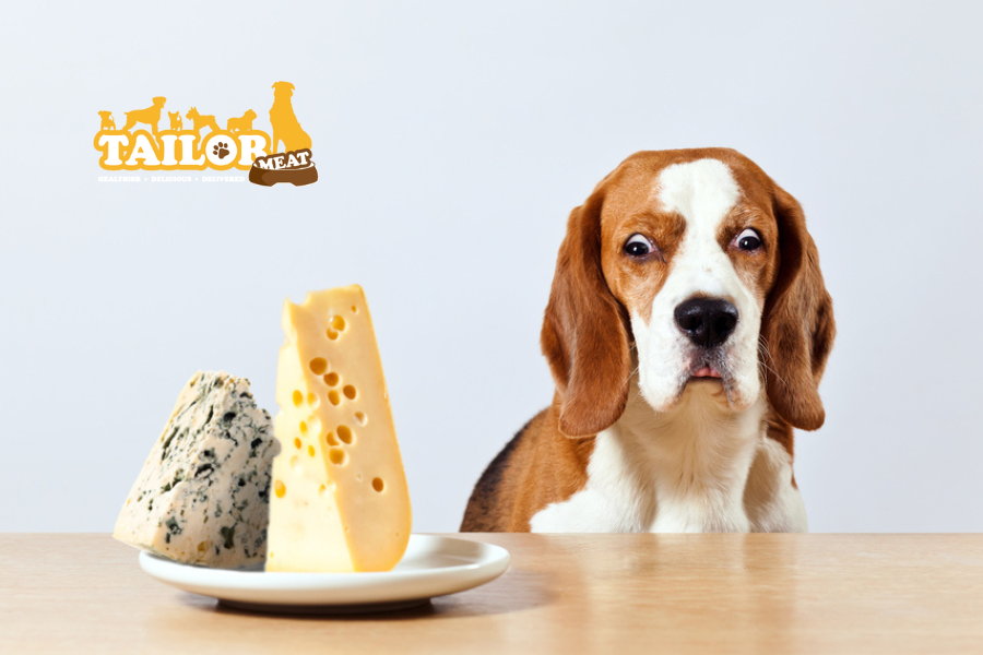 狗狗食唔食得芝士?