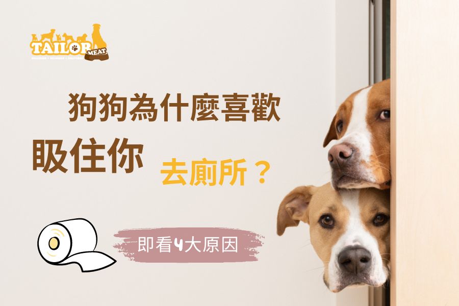 點解狗狗鍾意跟主人入廁所?
