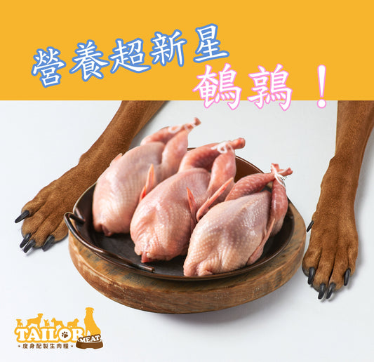 營養超新星：鵪鶉！