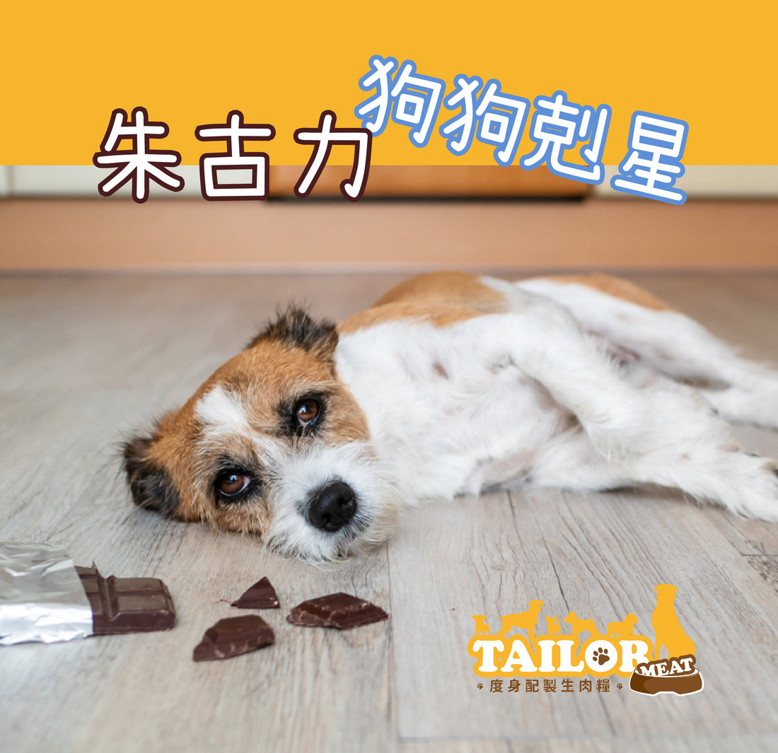 狗狗剋星朱古力！