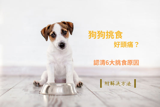 狗狗挑食好頭痛？ 認清挑食原因再處理