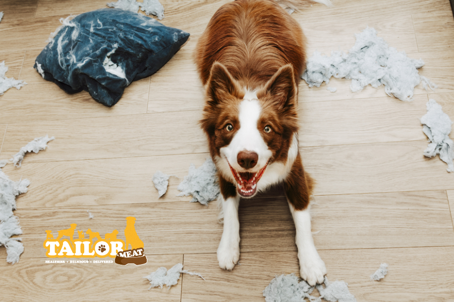 狗狗破壞王？定係ADHD?