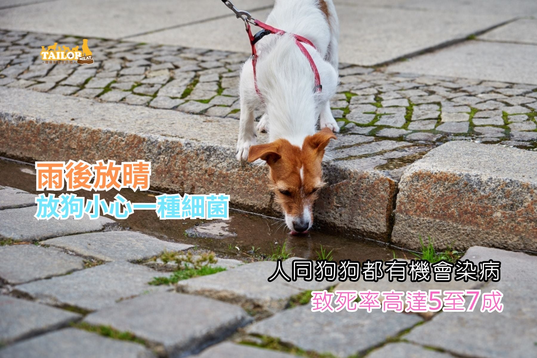 雨後放晴 放狗小心鉤端菌 – TailorMeat Limited