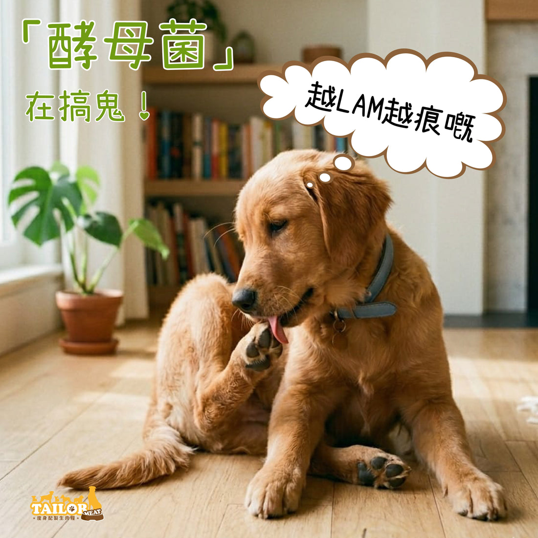 救命！狗狗抓不停？原來是「酵母菌」在搞鬼！