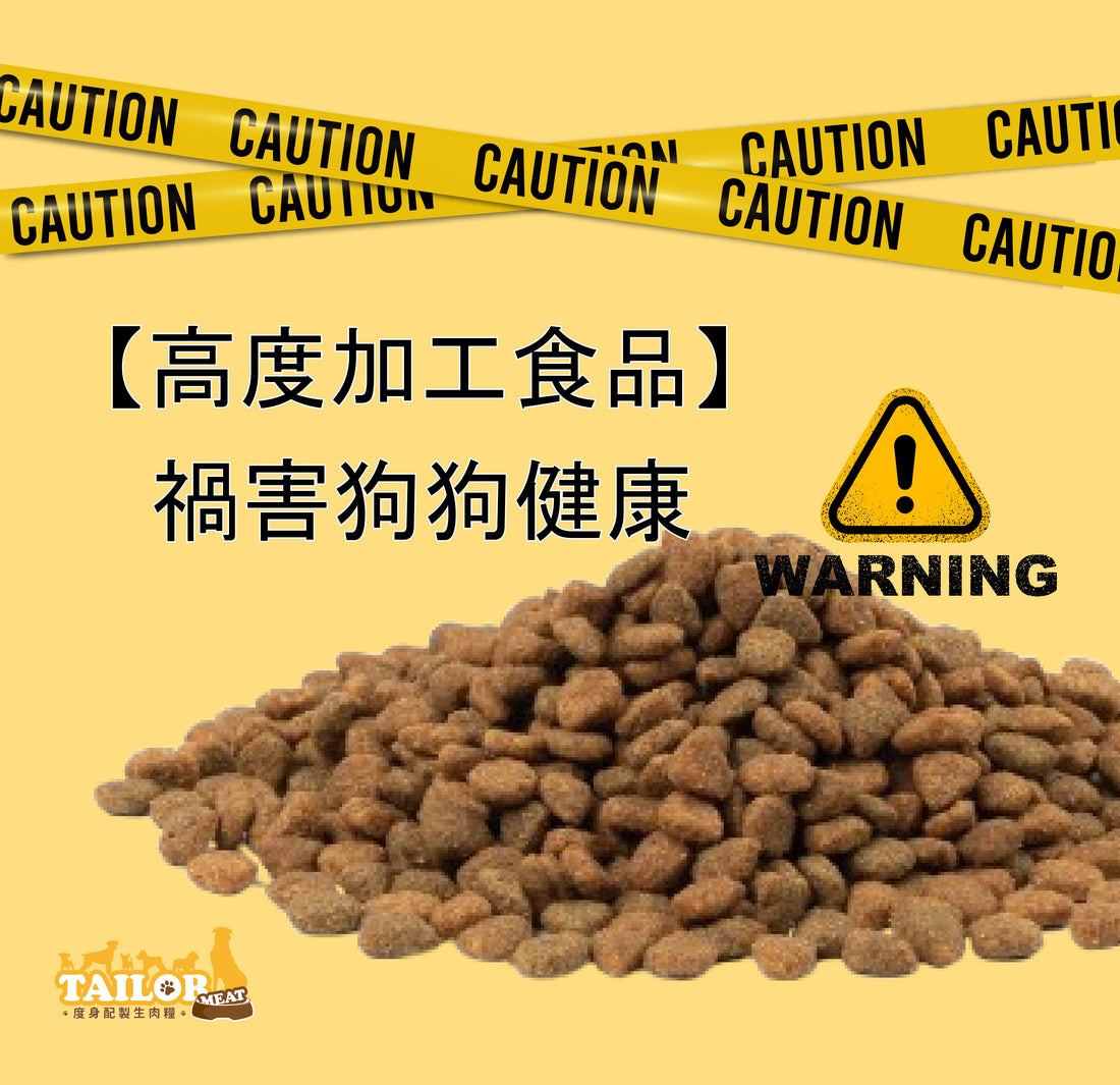 【高度加工食品禍害狗狗的健康】