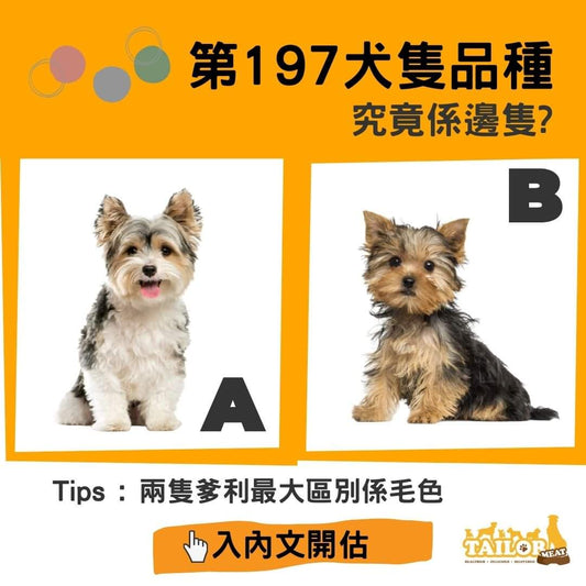 第197犬隻品種 - Biewer Terrier