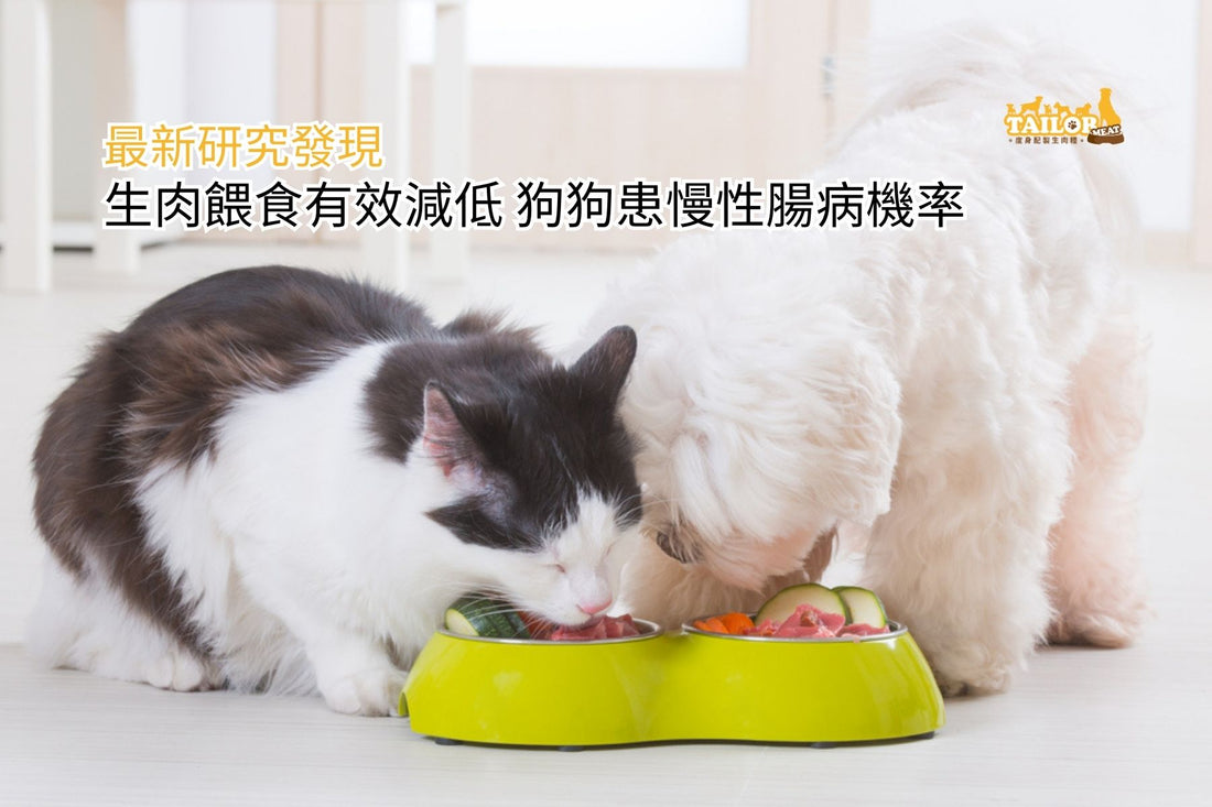 生肉餵食有效減低 狗狗患慢性腸病機率