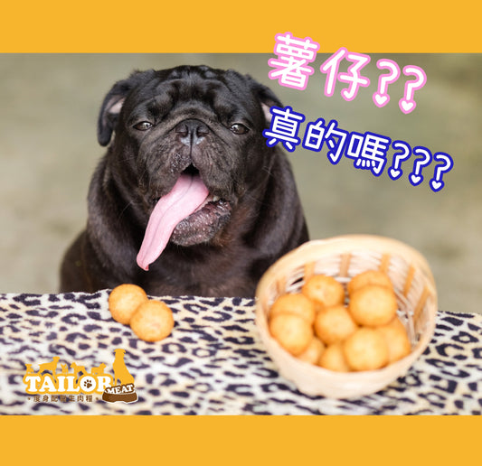 狗狗不是肉食性動物??  真嗎??