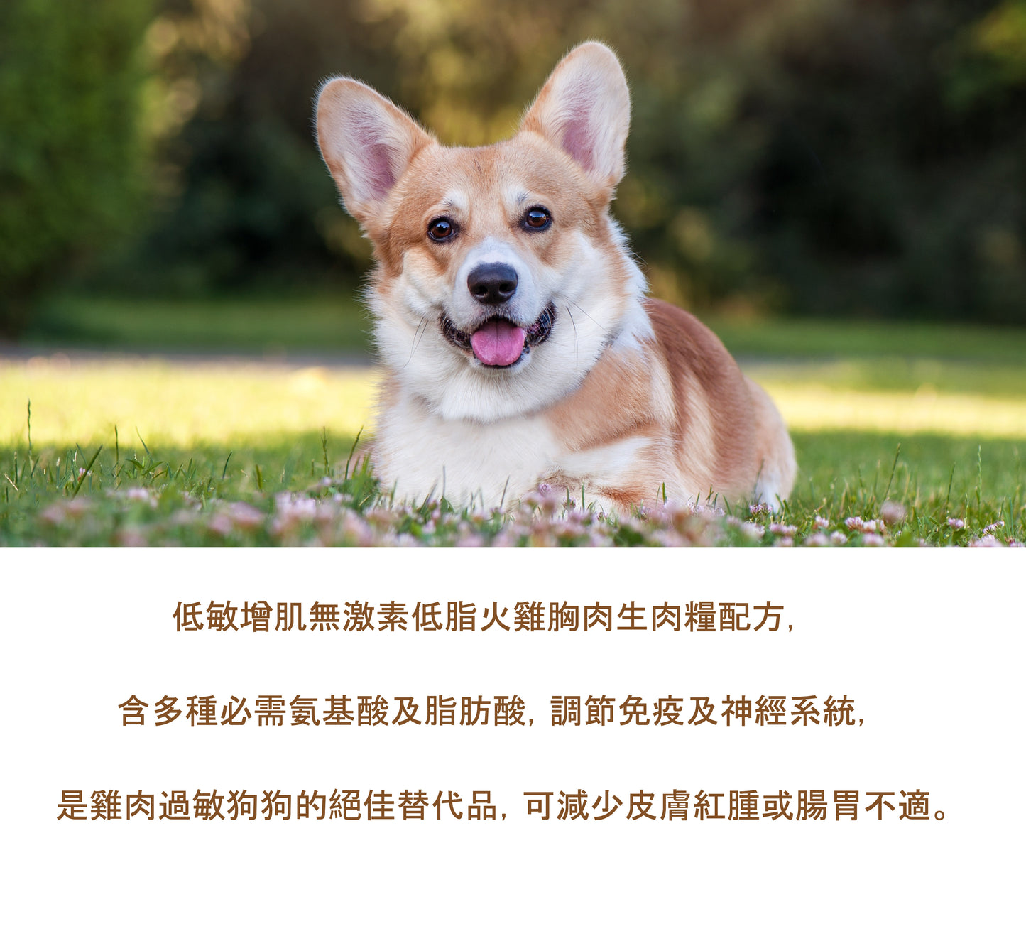 無激素火雞肉生肉糧配方 [低敏增肌] 每100克